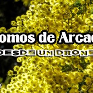 Aromos en Villa Arcadia de Sierra de la Ventana