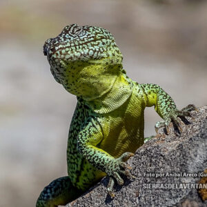 La Iguana de Cobre en Sierra de la Ventana