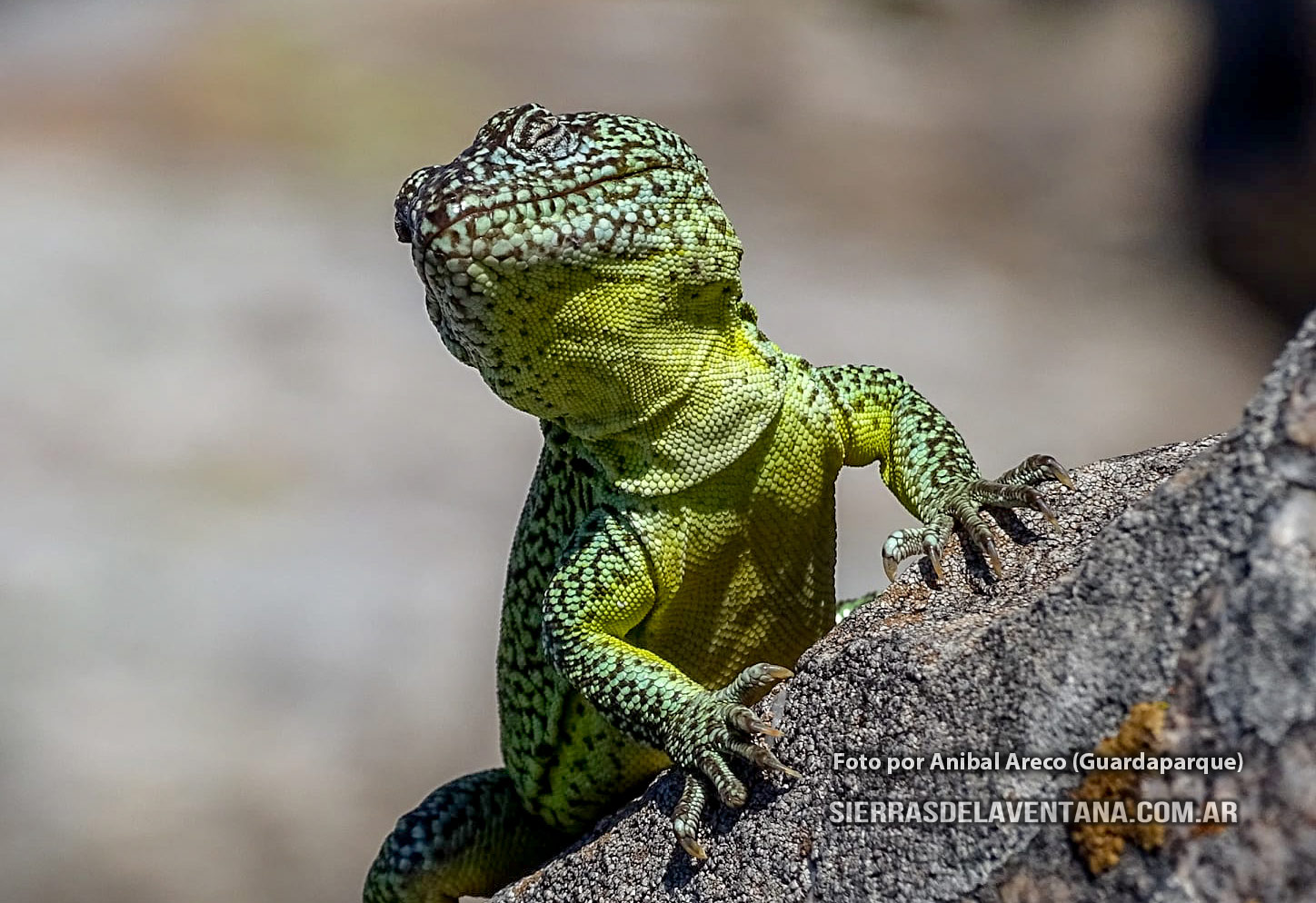 La Iguana de Cobre en Sierra de la Ventana