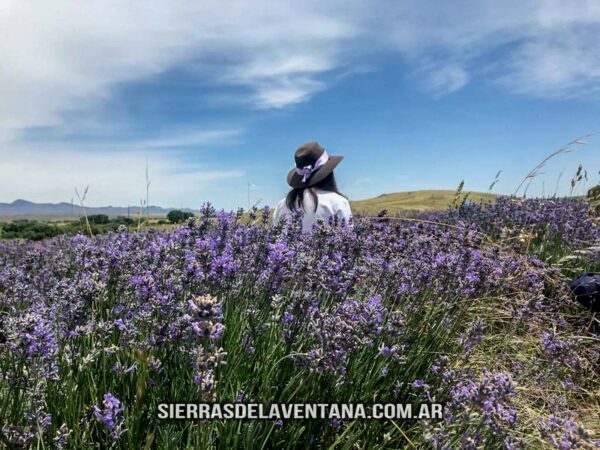 Lavandas de las Sierras - Aromáticas en Sierra de la Ventana