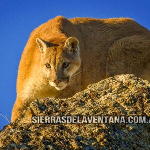 Flora y Fauna de Sierra de la Ventana - Puma