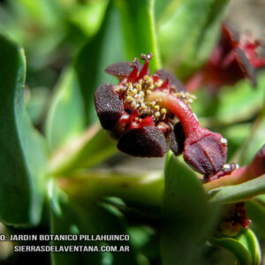 Euphorbia caespitosa de Sierra de la Ventana