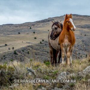 Caballos Cimarrones o Salvajes del Parque Provincial Ernesto Tornquist de Sierra de la Ventana