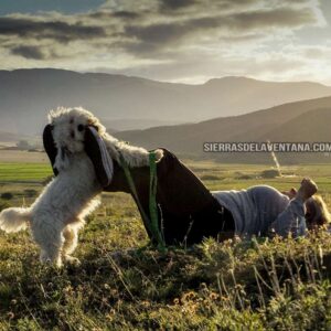 Alojamientos y cabañas que aceptan mascotas pet friendly en Sierra de la Ventana