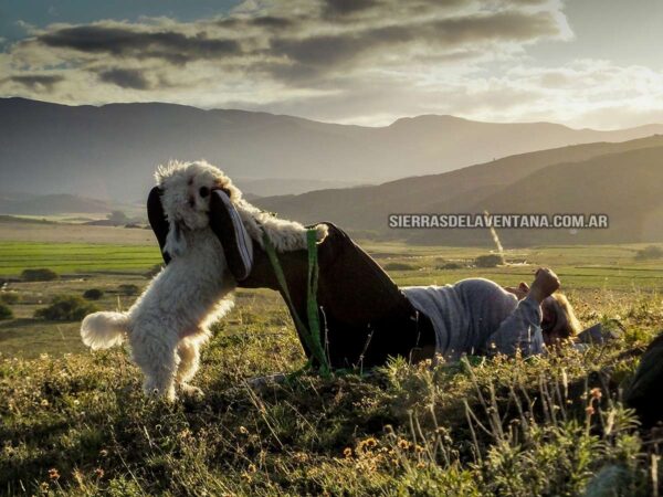 Alojamientos y cabañas que aceptan mascotas pet friendly en Sierra de la Ventana