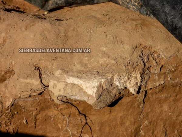 Perezoso Escelidoterio descubierto en el Paraje La Paloma